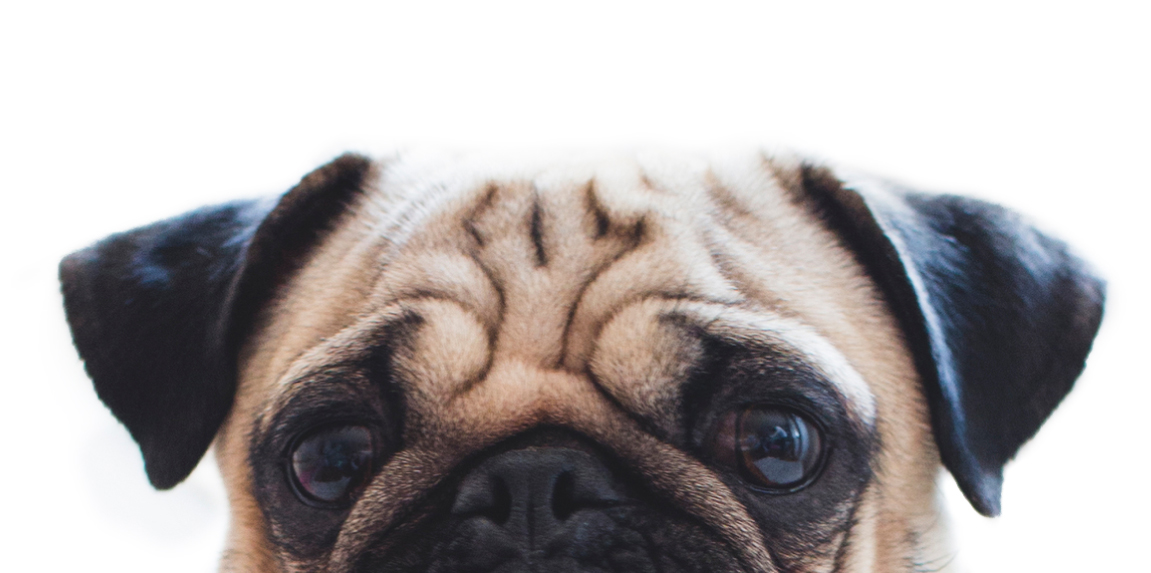 image of a beige and brown pug 